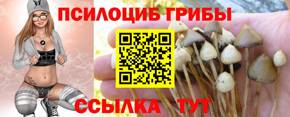 Псилоцибиновые грибы Psilocybe Кирово-Чепецк